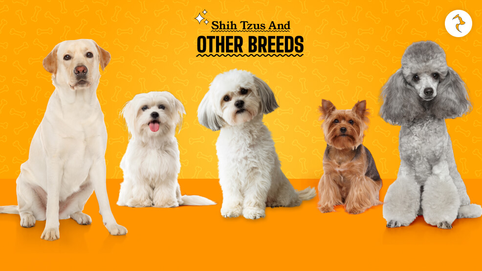 Shih Tzus and Other Breeds