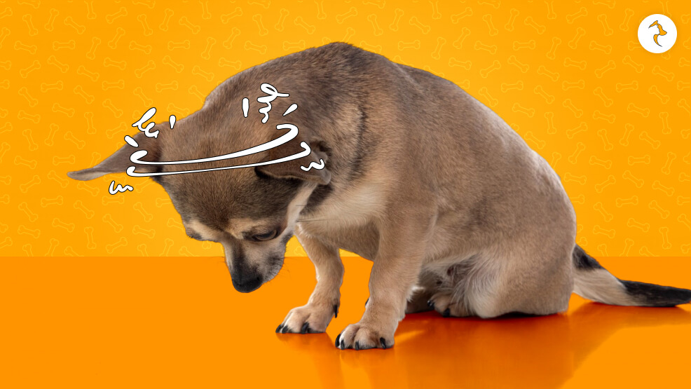 Signs and Symptoms How to Know If Your Dog Has a Headache