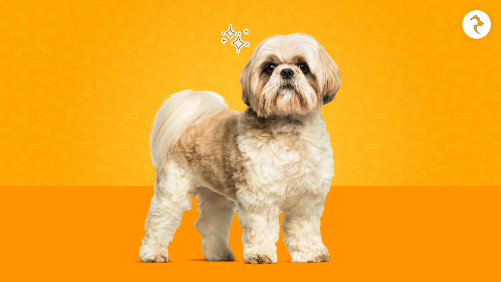 So, Are Shih Tzus Hypoallergenic