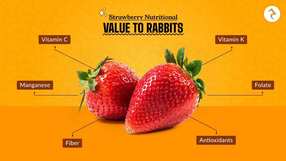 Strawberry Nutritional Value to Rabbits