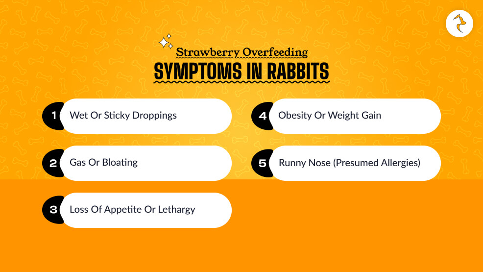 Strawberry Overfeeding Symptoms in Rabbits