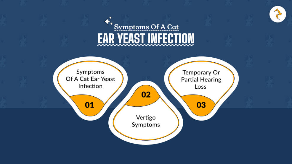 Symptoms of a Cat Ear Yeast Infection