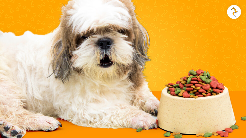 The Best Food for Senior Shih Tzus (8+ Years)