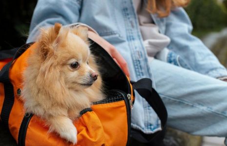 Travel-Friendly Pet Grooming Products