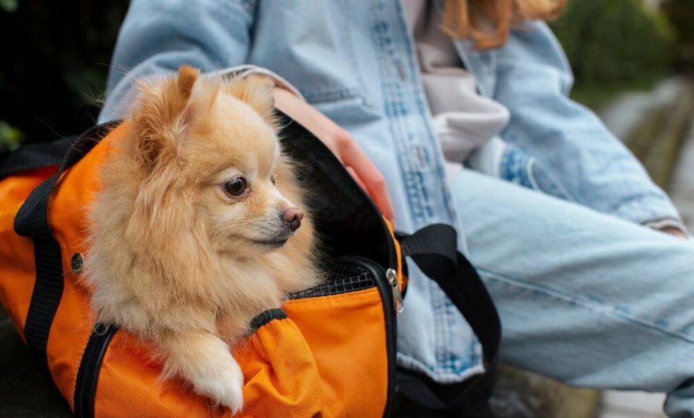 Travel-Friendly Pet Grooming Products