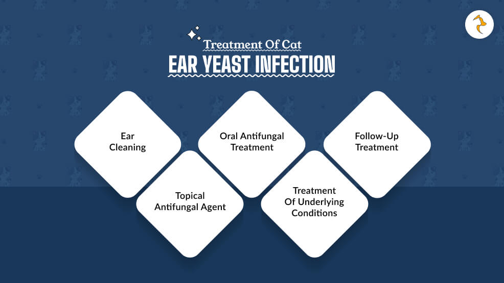 Treatment of Cat Ear Yeast Infection