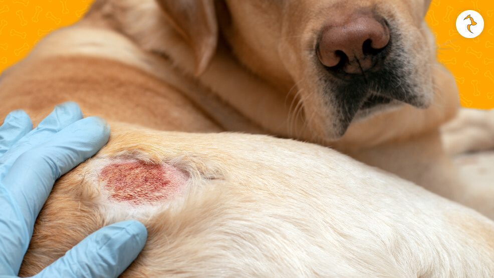 Veterinarians Diagnose Canine Hair Loss with Scabs