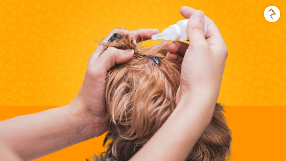 What Are the Best Allergy Eye Drops for Dogs