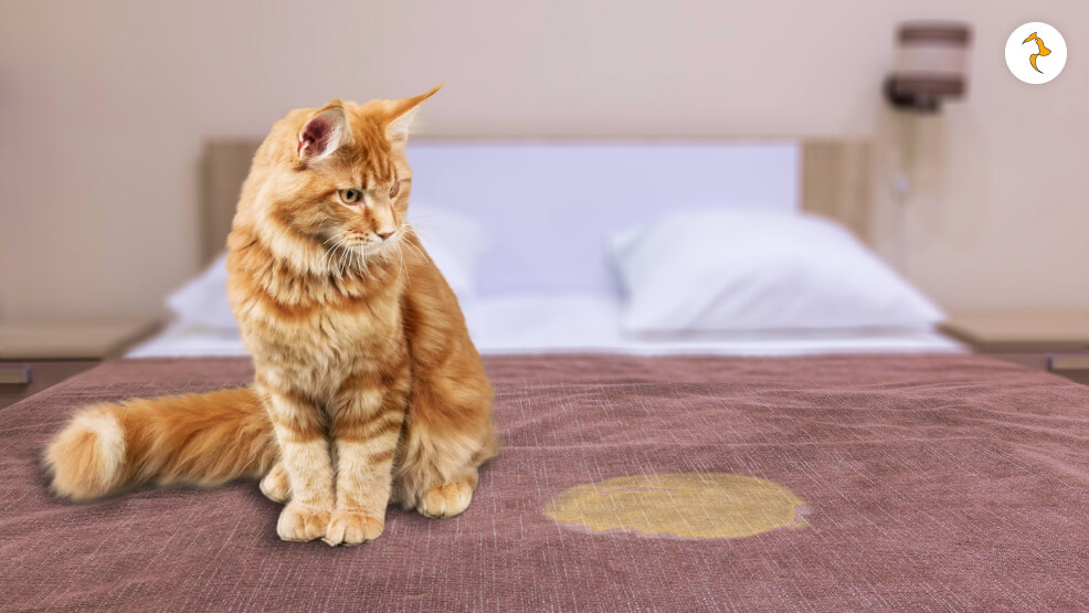 What Does It Mean When a Cat Urinates on Your Bed