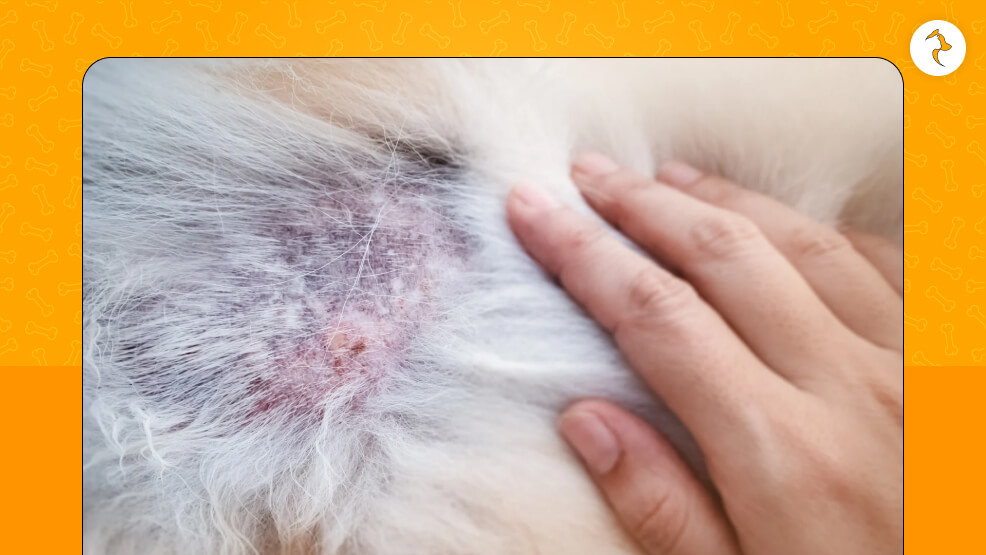 What Does It Mean When a Dog Loses Hair in Patches with Scabs_