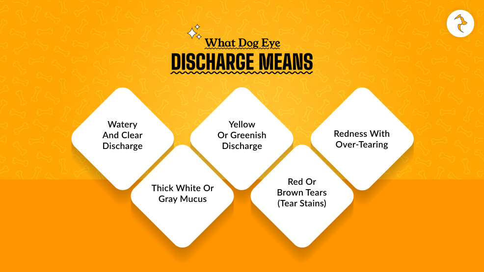 What Dog Eye Discharge Means
