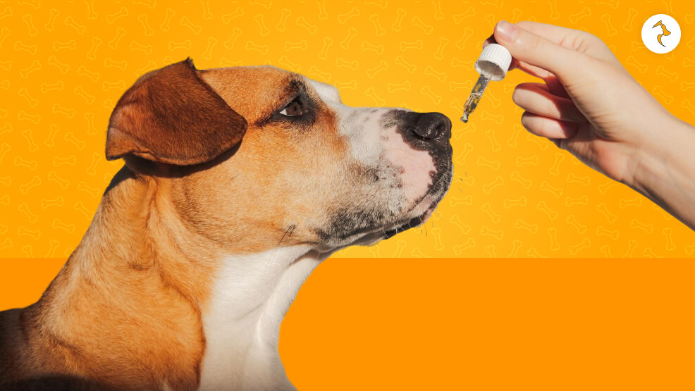 What Else Can I Give to My Dog Instead of Gabapentin