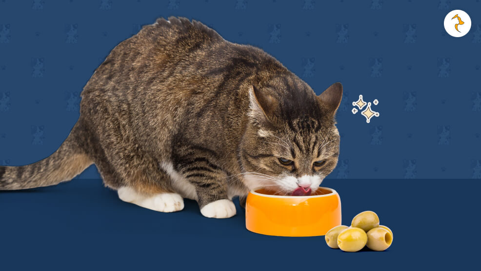 What If My Cat Ate Too Many Olives