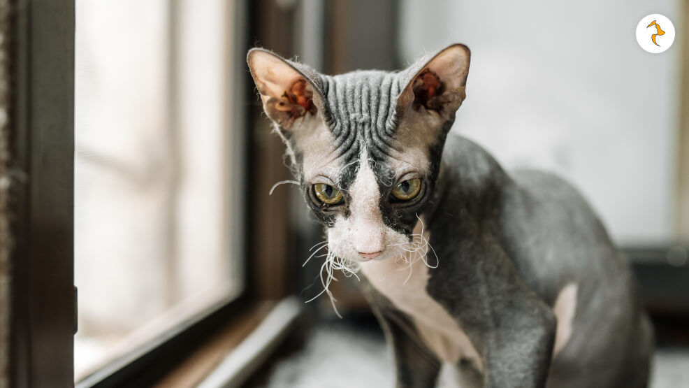What If My Cat Is Old