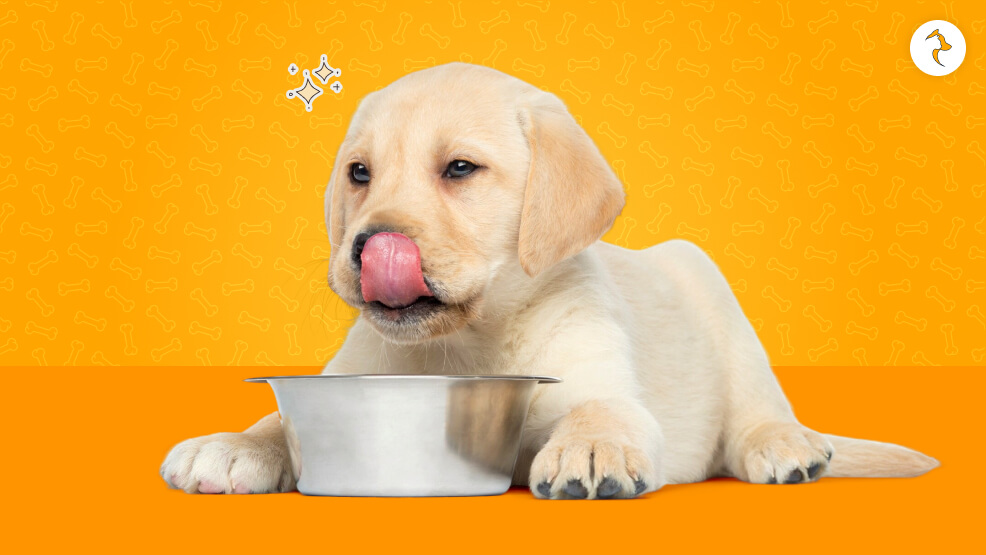 What If Your Dog Has Overeaten Shrimp