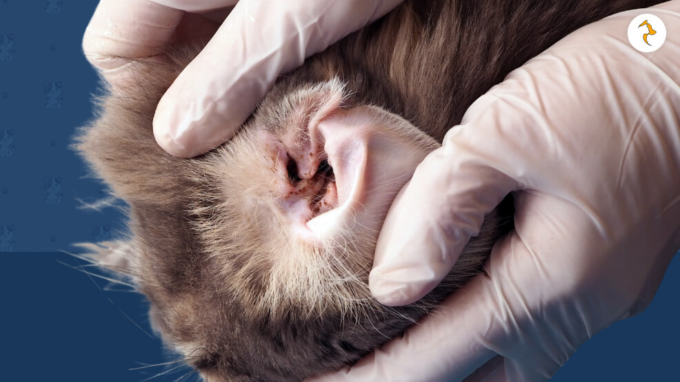 What Is a Cat Ear Yeast Infection