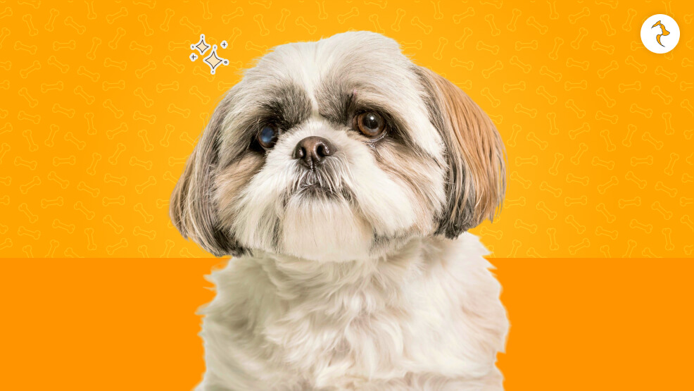 What Type of Coat Does a Shih Tzu Have