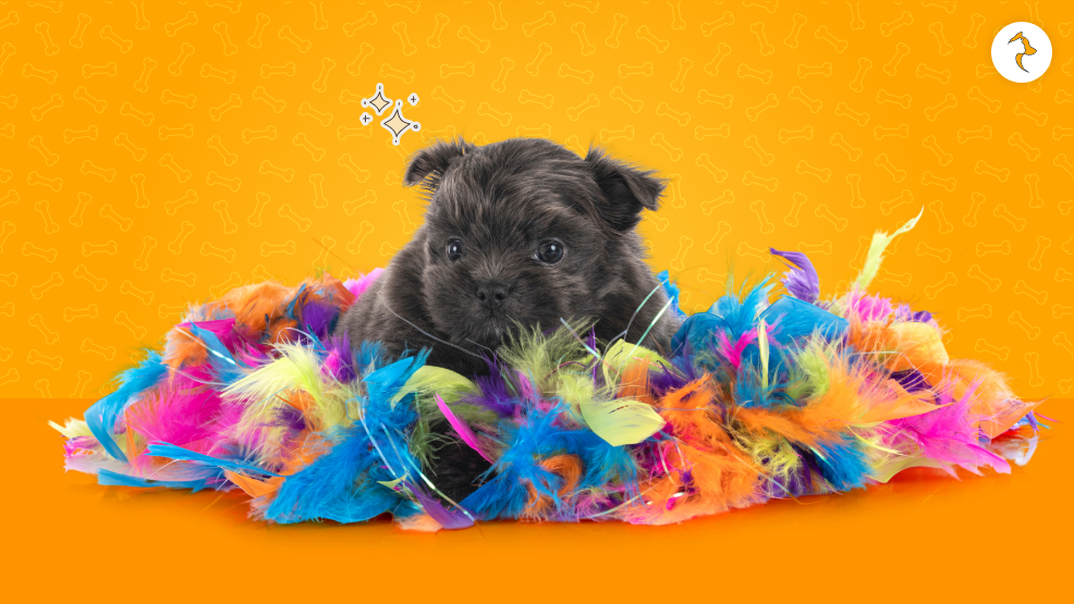 What is a Black Shih Tzu_