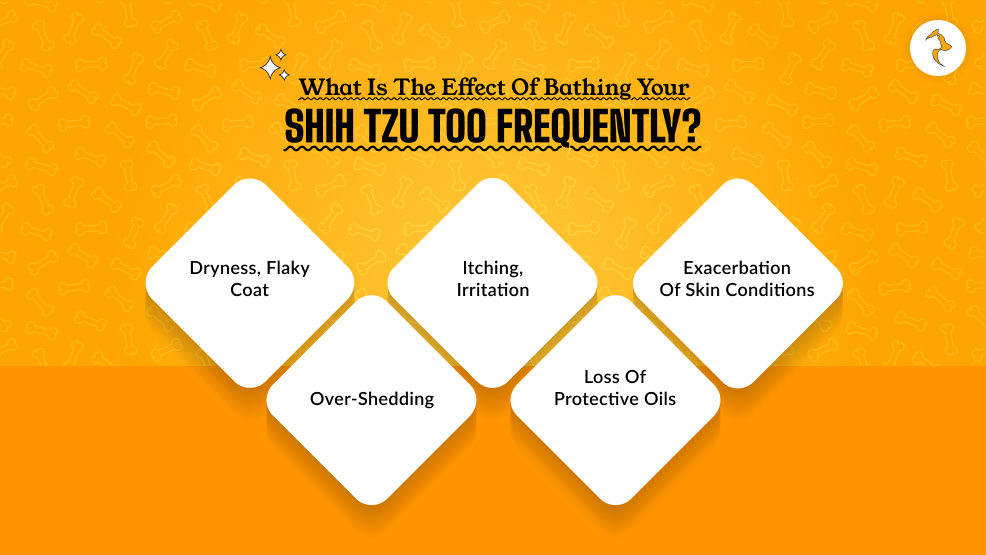 What is the Effect of Bathing Your Shih Tzu Too Frequently