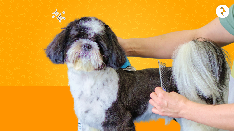 When Do You Need Professional Grooming