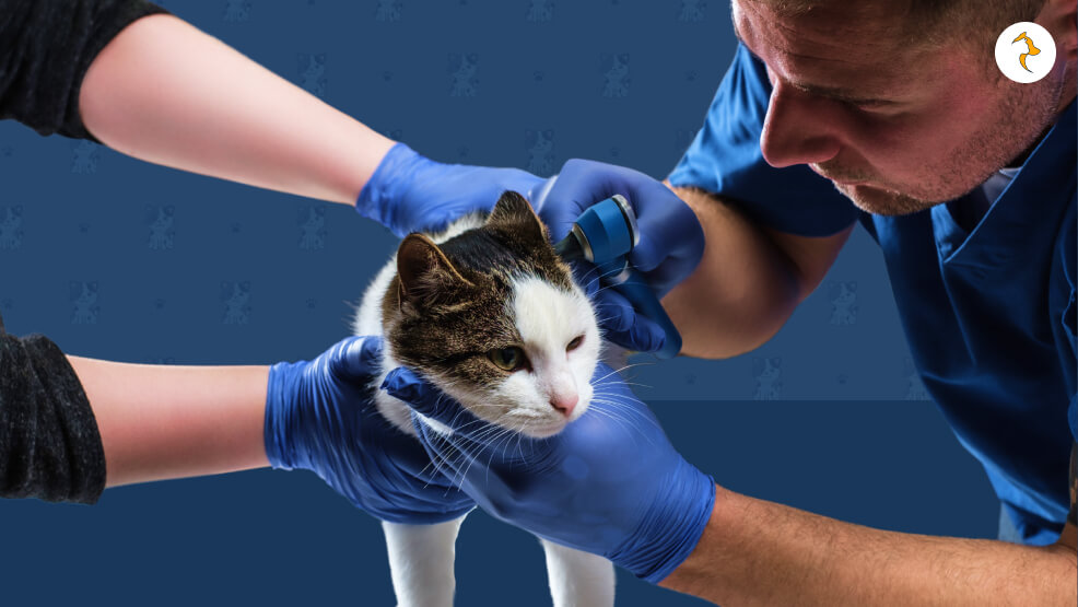 When to Visit a Veterinarian