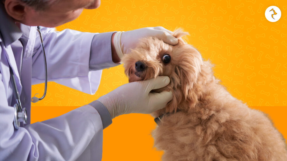 When to Visit the Vet at Once