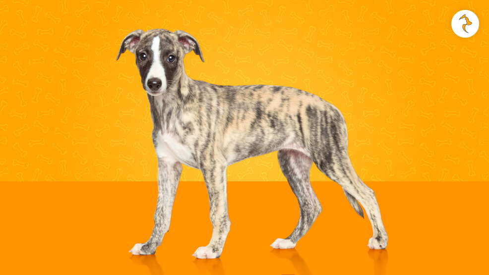 Whippet