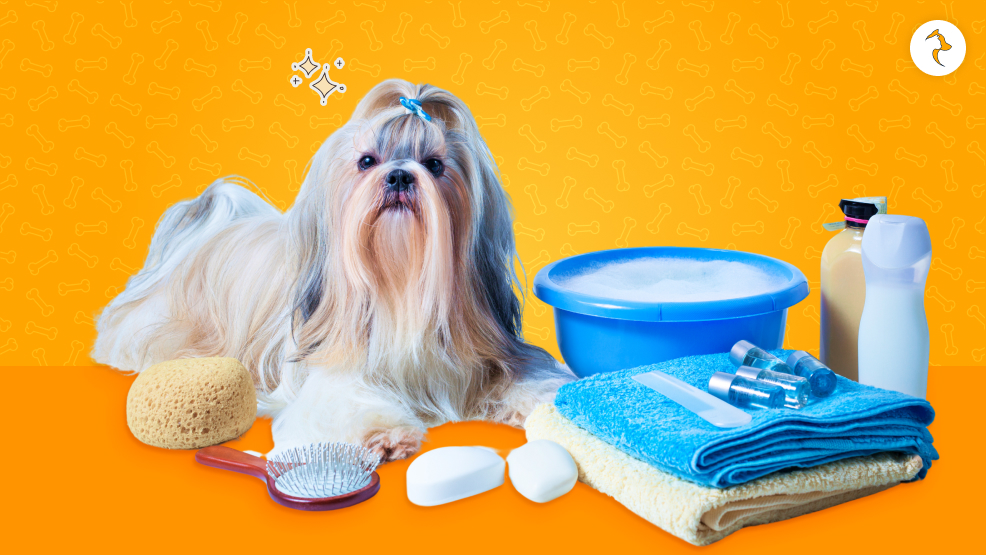 Why Bathing Is Important to a Shih Tzu