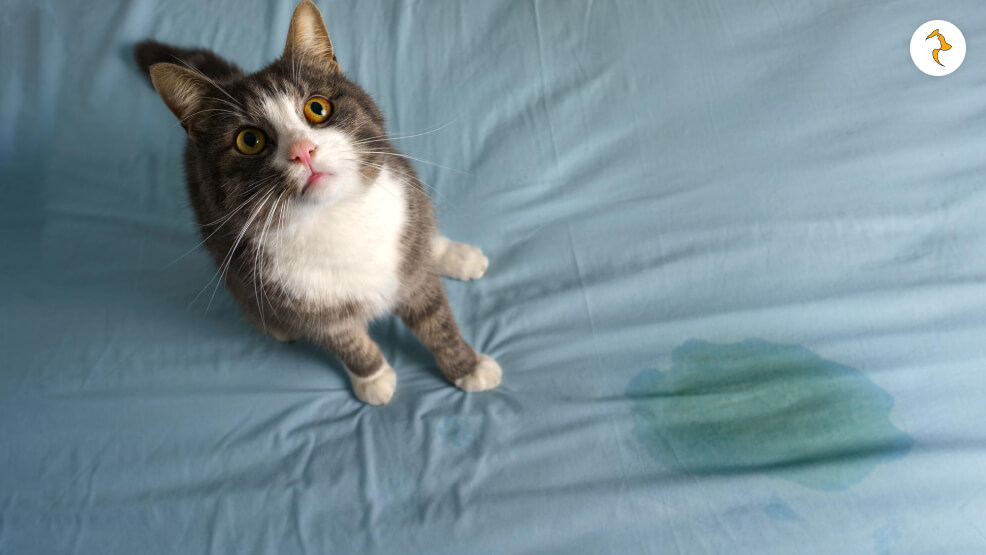 Why Did My Cat Urinate on My Bed