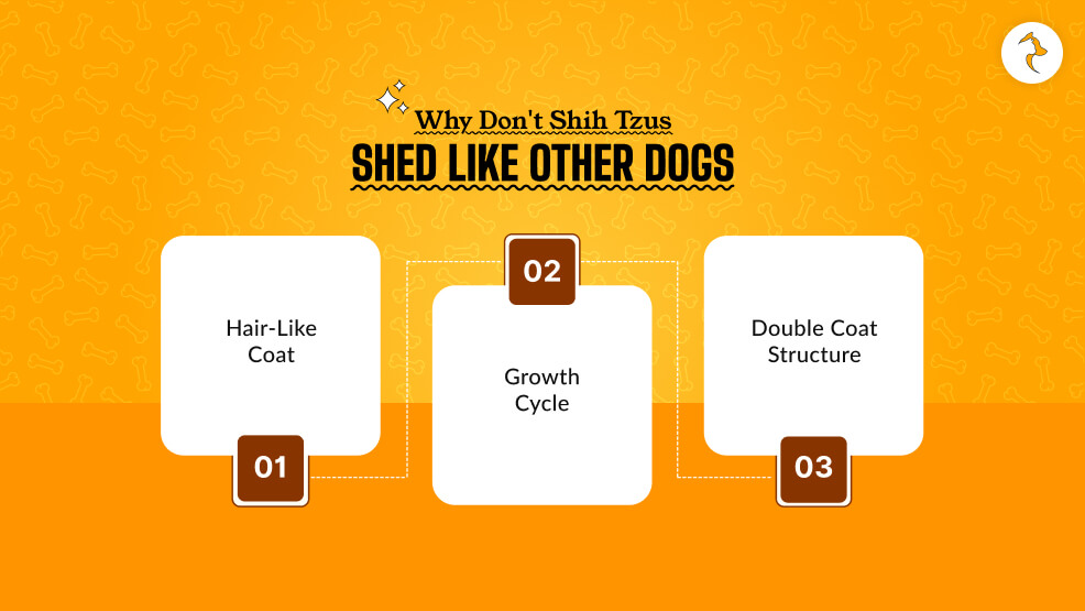 Why Don't Shih Tzus Shed Like Other Dogs