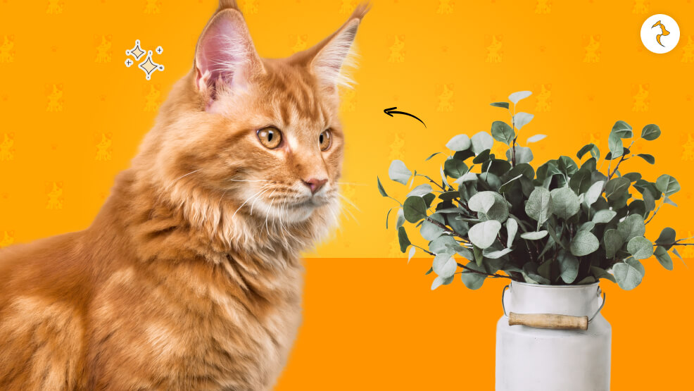 Why Is Eucalyptus Toxic to Cats