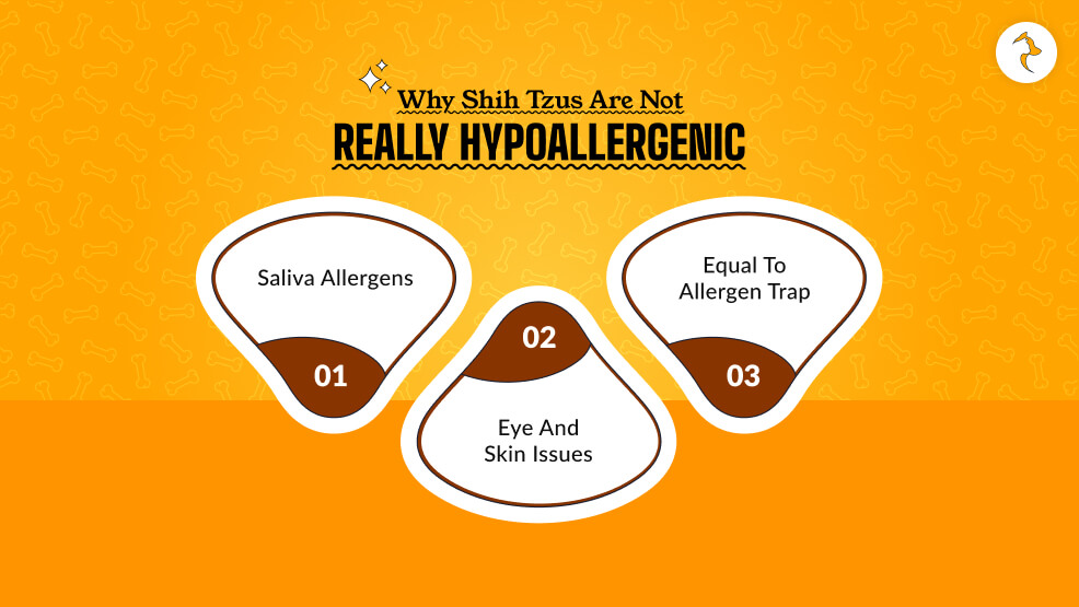 Why Shih Tzus Are Not Really Hypoallergenic