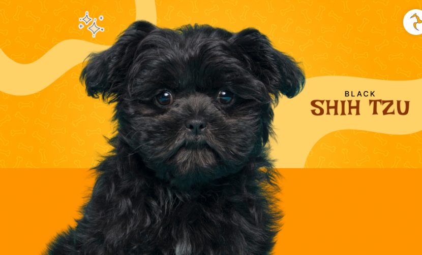 black shih tzu
