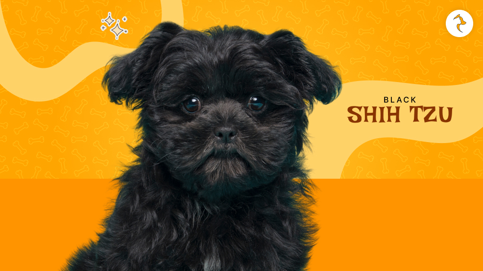 black shih tzu