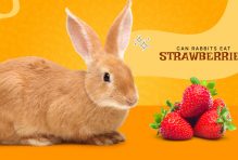 can rabbits eat strawberries