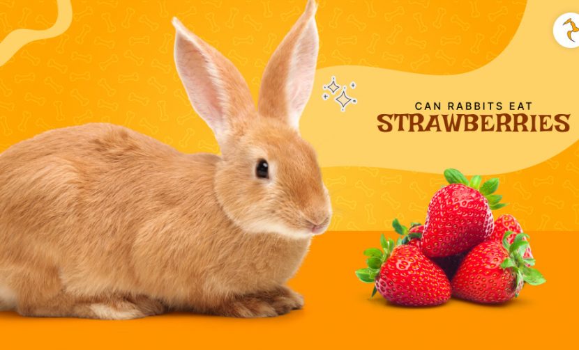 can rabbits eat strawberries