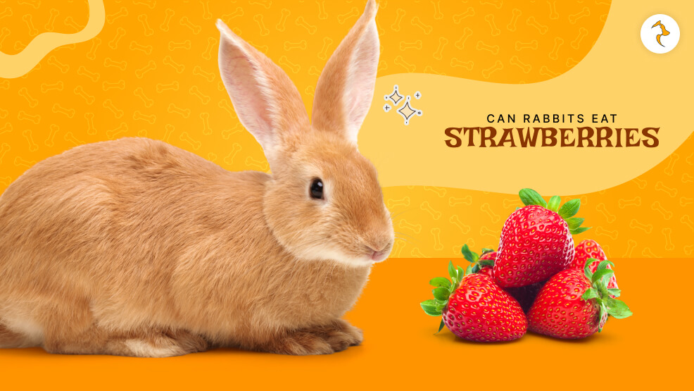 can rabbits eat strawberries