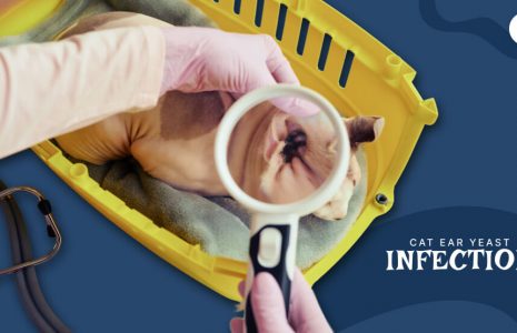 cat ear yeast infection