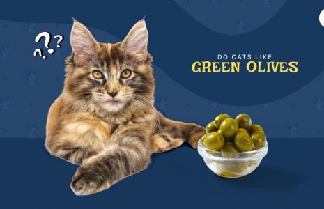 do cats like green olives