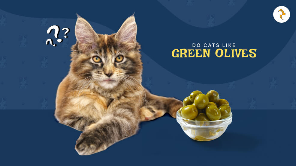 do cats like green olives