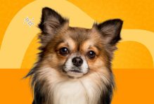 do chihuahuas shed