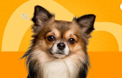 do chihuahuas shed