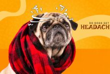 do dogs get headaches