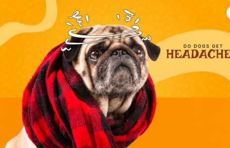 do dogs get headaches