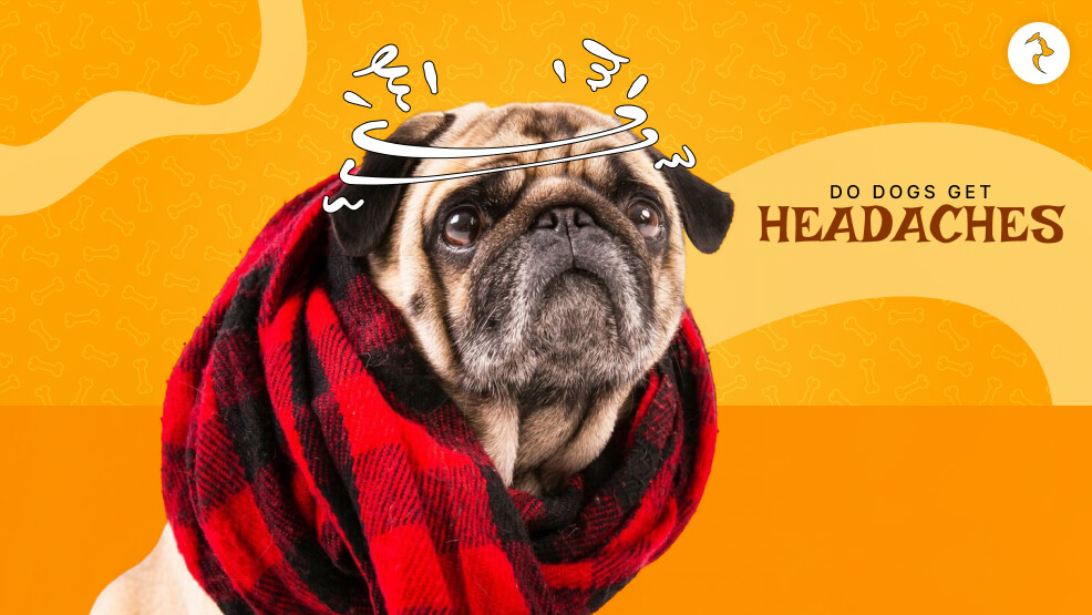 do dogs get headaches