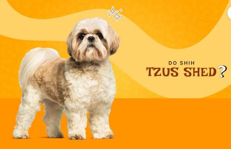 do shih tzus shed
