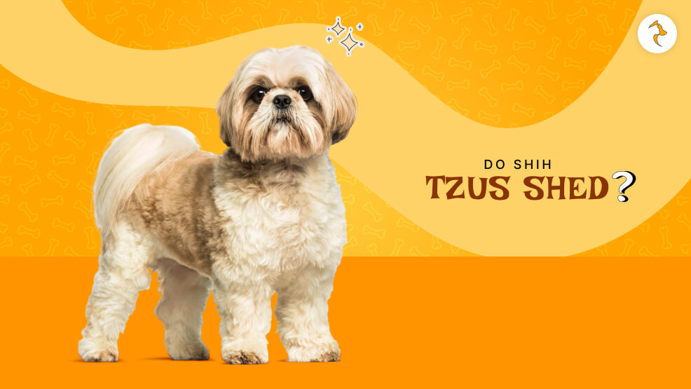 do shih tzus shed