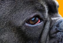 dog eye allergies
