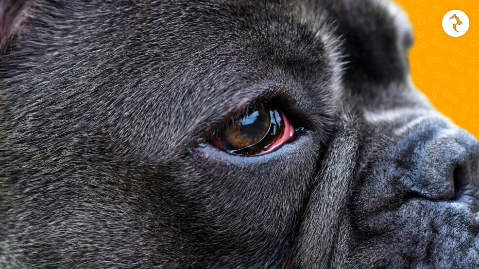 dog eye allergies