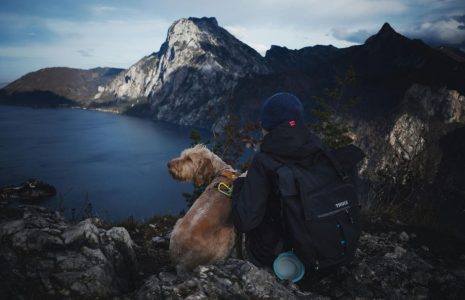 dog friendly cottages
